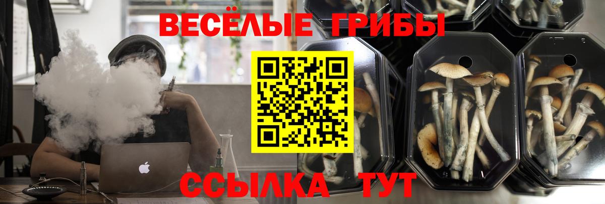 Псилоцибиновые грибы Psilocybine cubensis  Вход с VPN  Алатырь  Псилоцибиновые грибы мицелий 